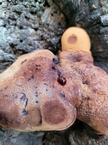 Beefsteak Polypore