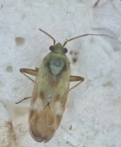 Megalocoleus molliculus