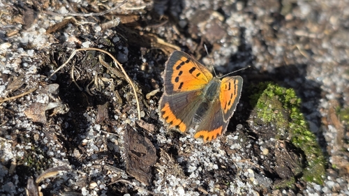 Small Copper