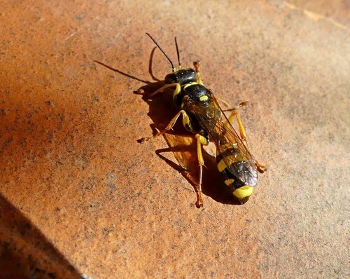 Field digger wasp