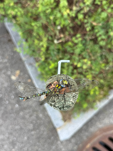 Southern Hawker