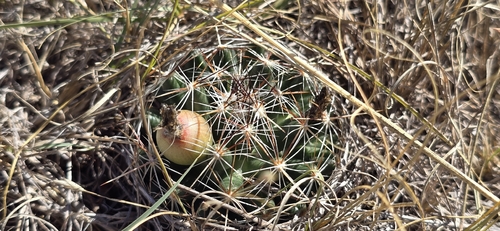 Spinystar