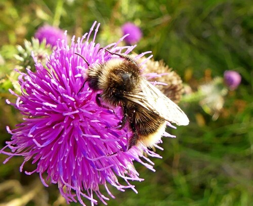 Red-tailed Bumble Bee