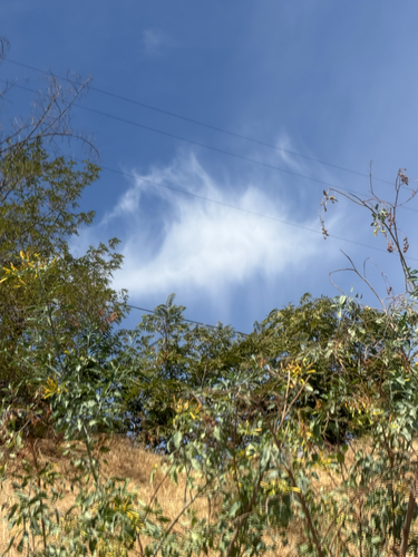 tree tobacco