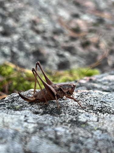 Dark Bush-cricket