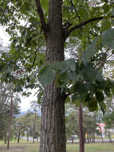 chestnut oak