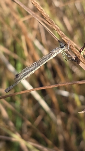 Common Spreadwing