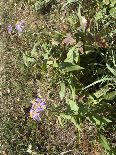 Showy Aster