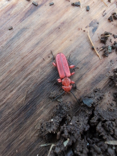 Red Flat Bark Beetle