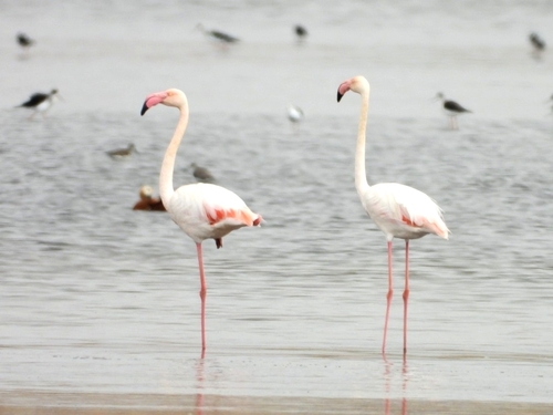 Greater Flamingo