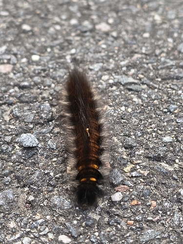Fox Moth