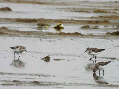 Little Stint