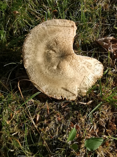 Green Russula