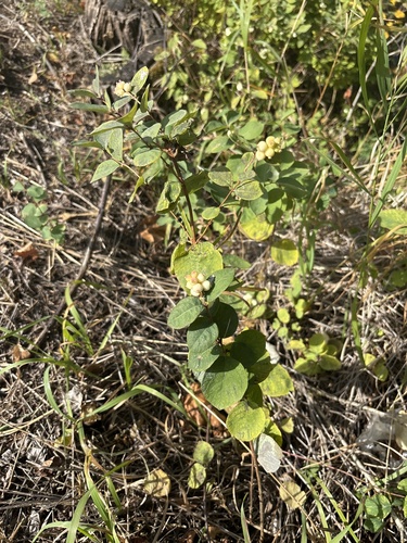 Western Snowberry