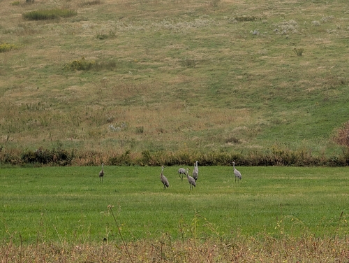 Sandhill Crane