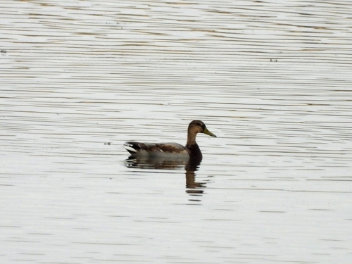 Mallard