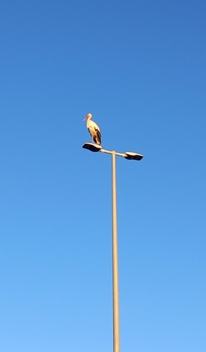White Stork