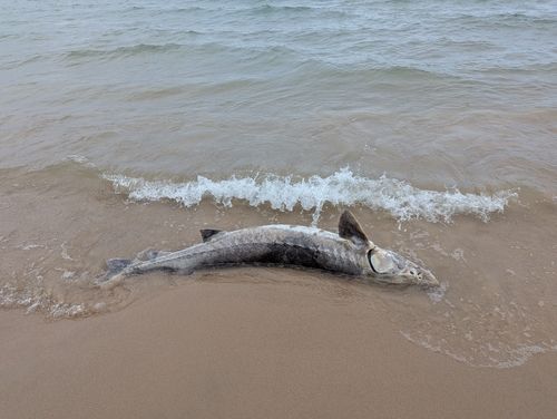 Lake Sturgeon