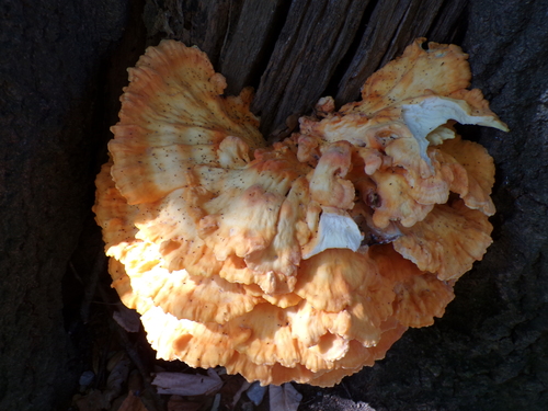 chicken of the woods