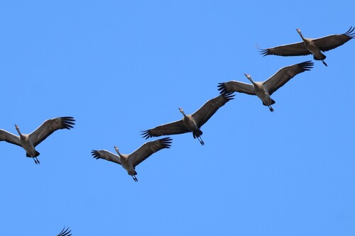 Sandhill Crane