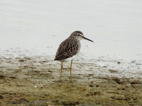 Wood Sandpiper