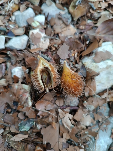European beech