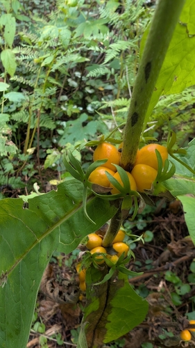 Orange-fruited Horse Gentian