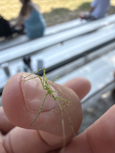 Pale Green Assassin Bug