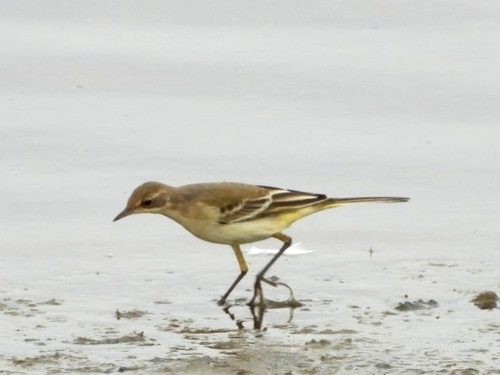 Western Yellow Wagtail