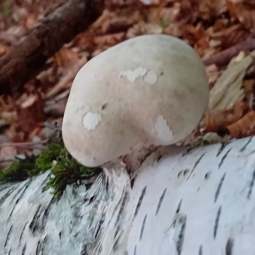 birch polypore