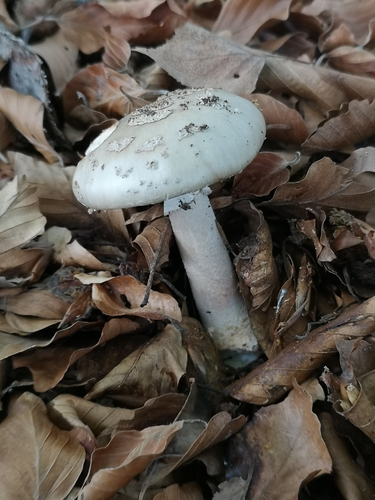 European False Blusher