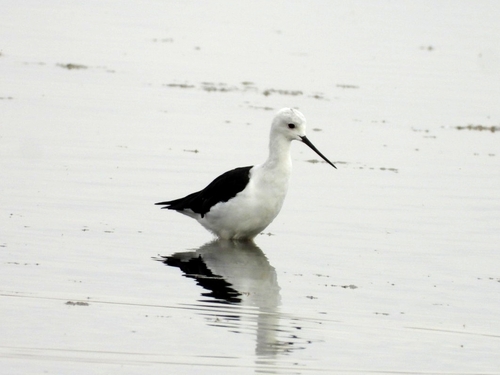 Black-winged Stilt