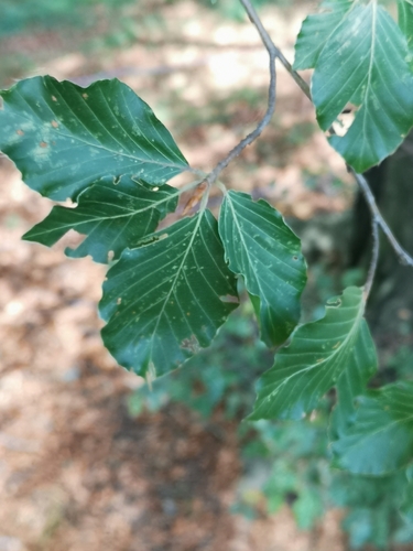 European beech