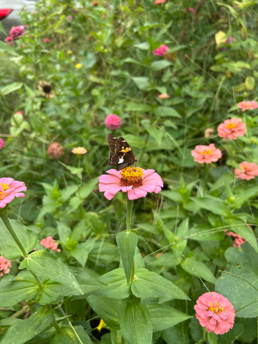 Silver-spotted Skipper