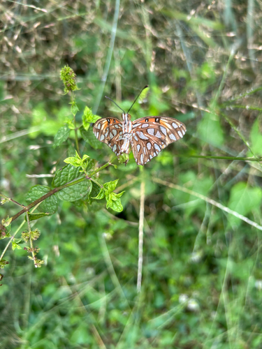 Gulf Fritillary