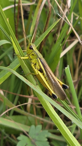 Large Marsh Grasshopper