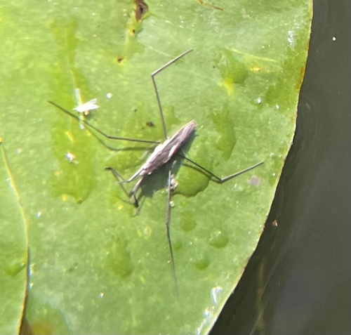 lake pondskater