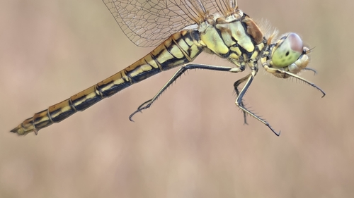 Vagrant Darter