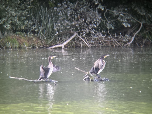 Great Cormorant