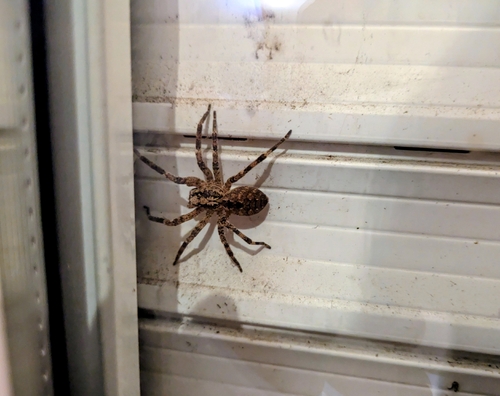 Mediterranean Spiny False Wolf Spider