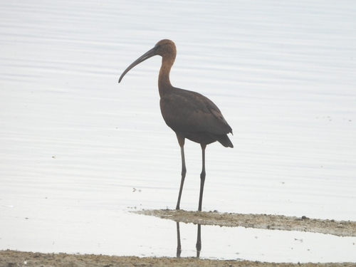 Glossy Ibis