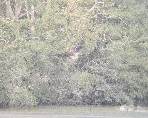 White-tailed Eagle