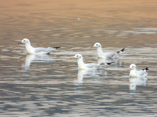 Slender-billed Gull