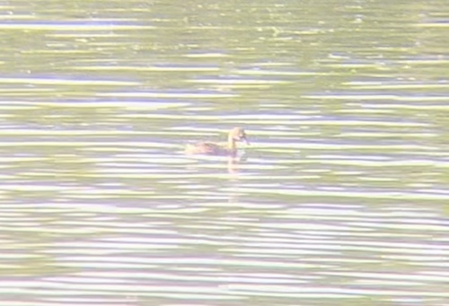 Little Grebe