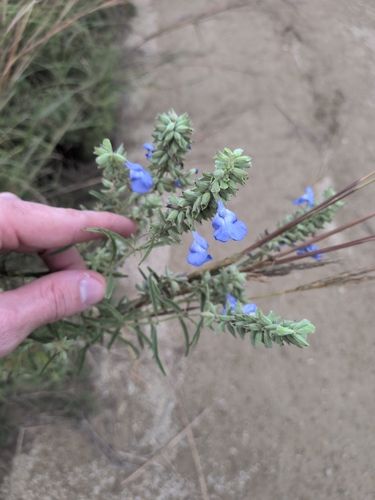 giant blue sage