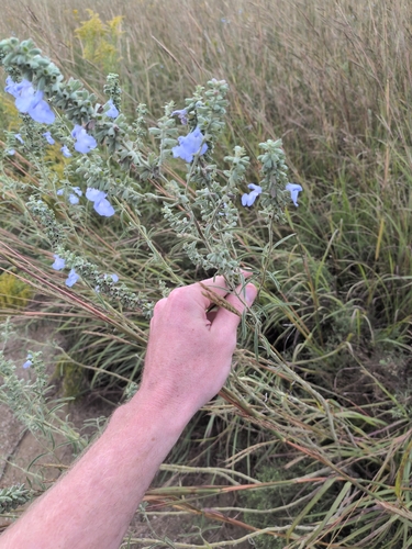 giant blue sage