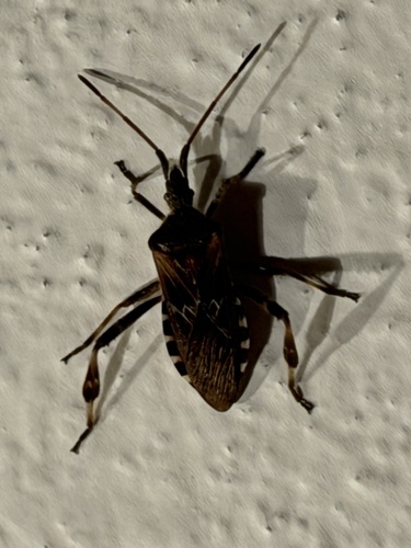 Western Conifer Seed Bug