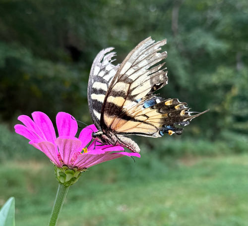 Eastern Tiger Swallowtail