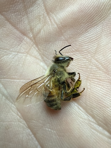 Western Honey Bee