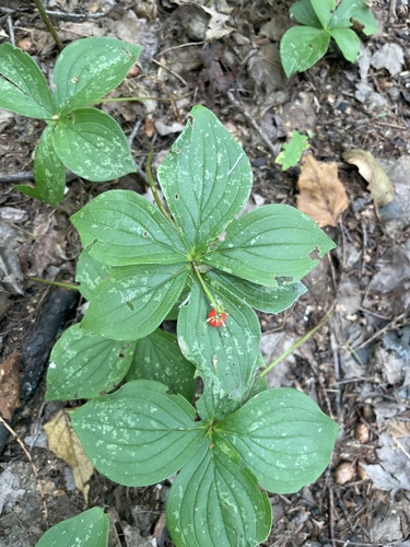 Canadian bunchberry
